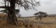 Tanzanie - 2010-09 - 345 - Tarangire - Gnous